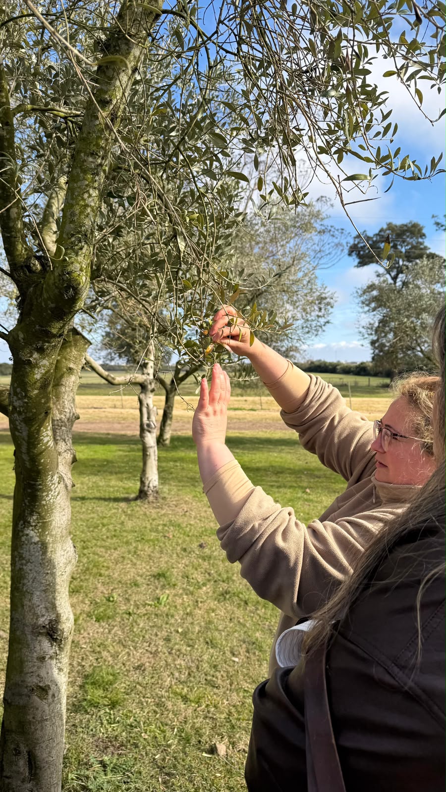 Actividad entre olivos