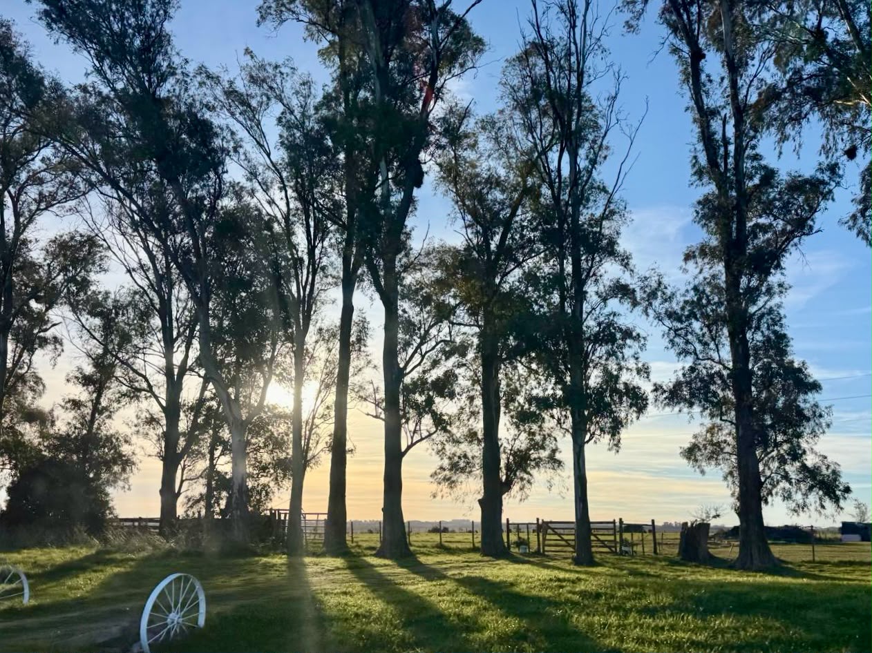 Paisaje arbolado al atardecer durante la ruta